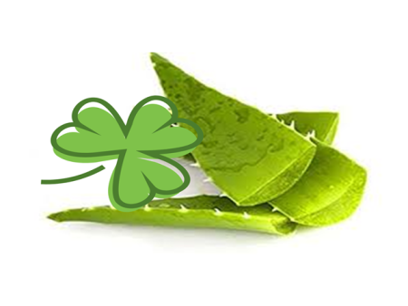 Green Clover & Aloe by BBW Type Fragrance Oil Online now