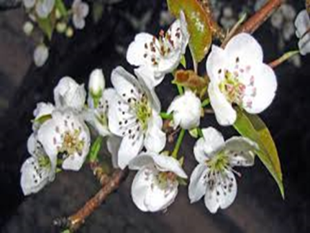 Pear Blossom by BBW Type Fragrance Oil Cheap