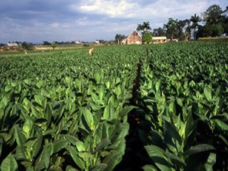 Cuban Tobacco by Rustic Escentuals Type Fragrance Oil Online now